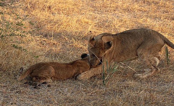 Selous