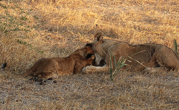 Selous