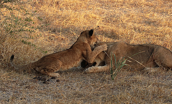 Selous