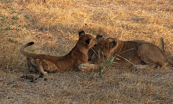 Selous