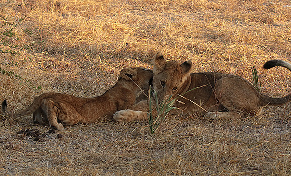 Selous