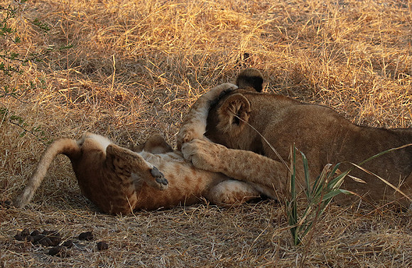 Selous