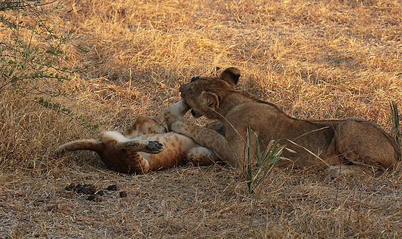 Selous