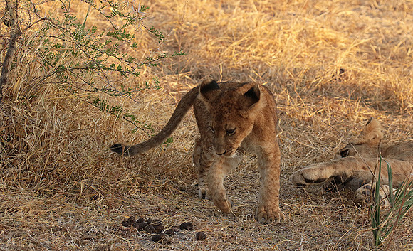 Selous