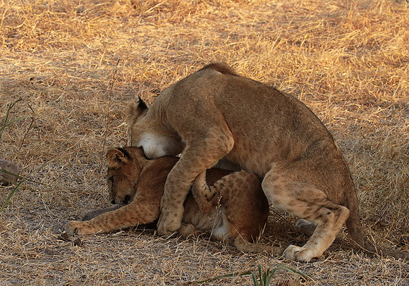 Selous