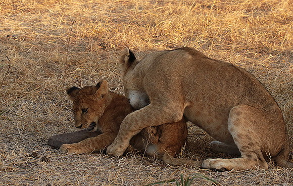Selous