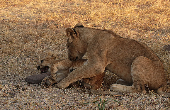 Selous