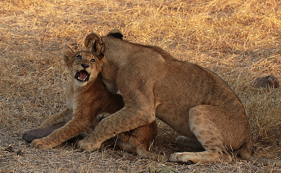 Selous