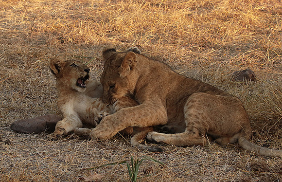 Selous