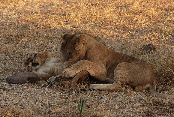 Selous