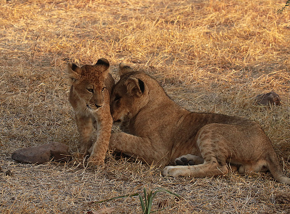 Selous