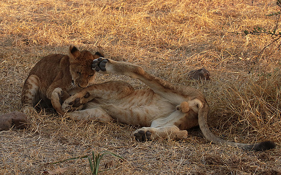 Selous
