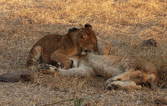 Selous