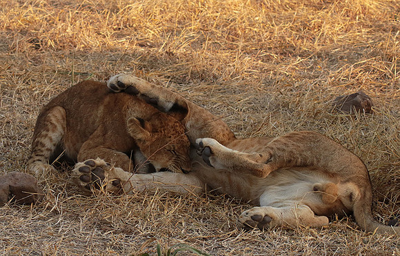 Selous