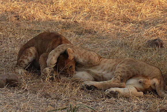 Selous
