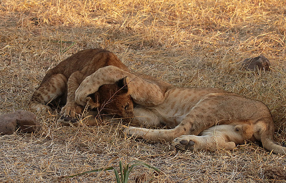 Selous