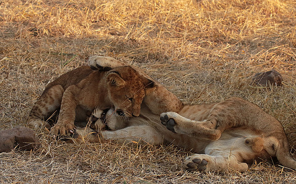 Selous