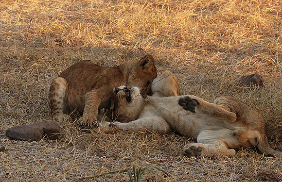 Selous
