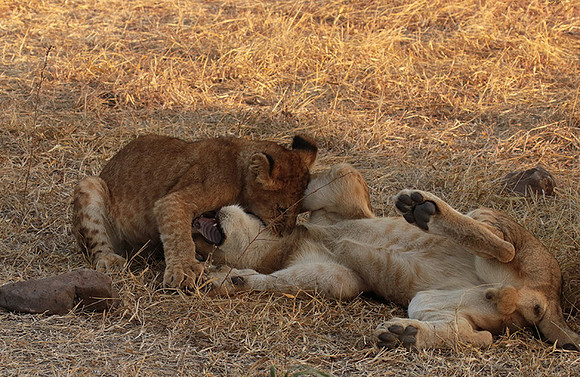 Selous