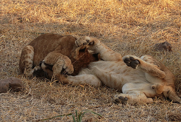 Selous