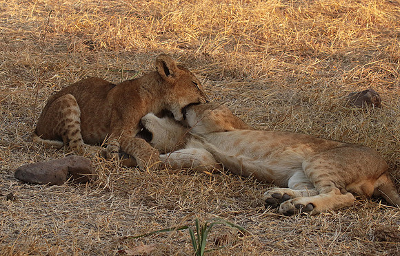 Selous