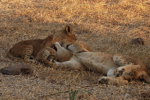 Selous