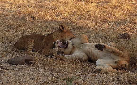 Selous