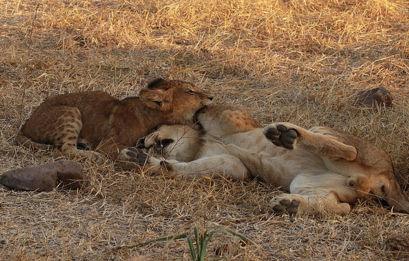 Selous