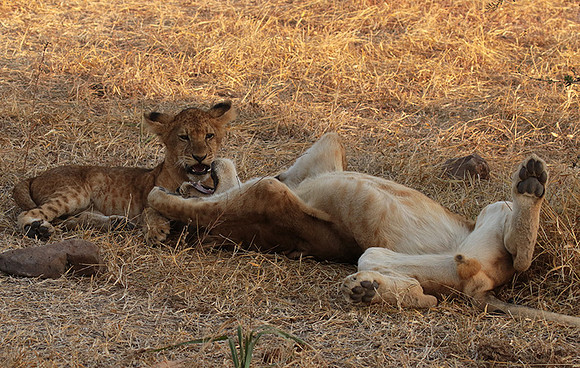 Selous