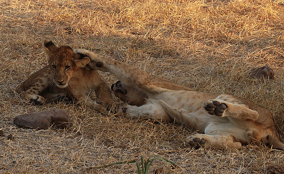 Selous