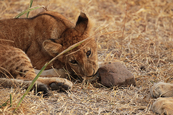 Selous