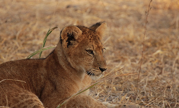Selous