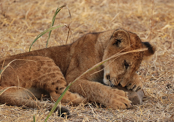 Selous