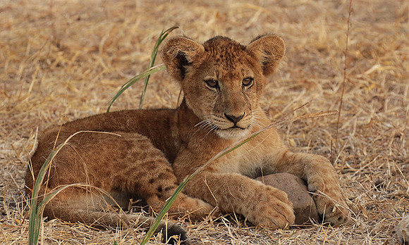 Selous
