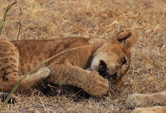 Selous