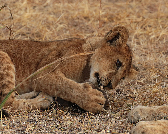 Selous