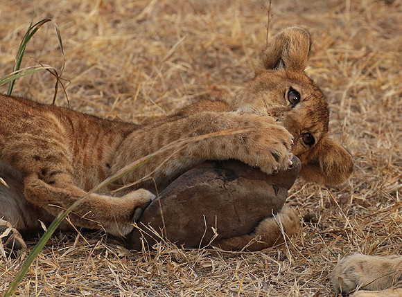 Selous