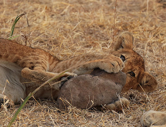 Selous