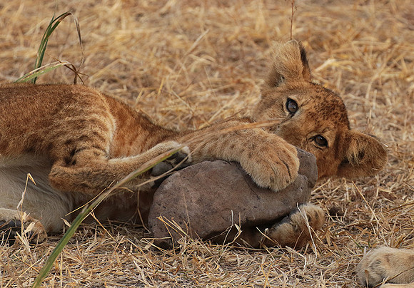 Selous