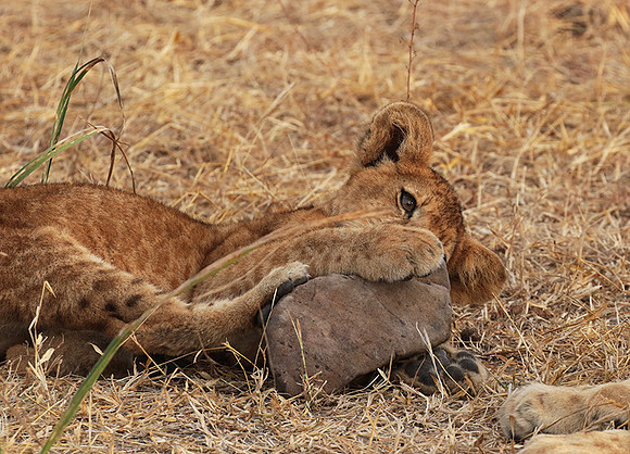 Selous