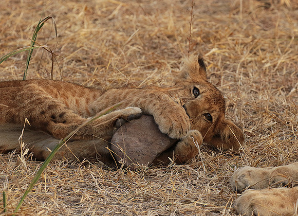 Selous