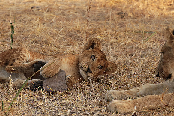 Selous