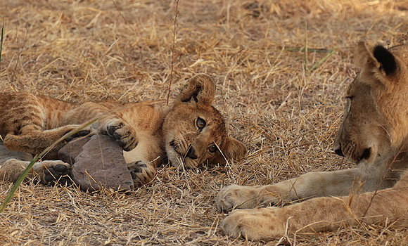 Selous