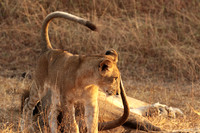 Selous