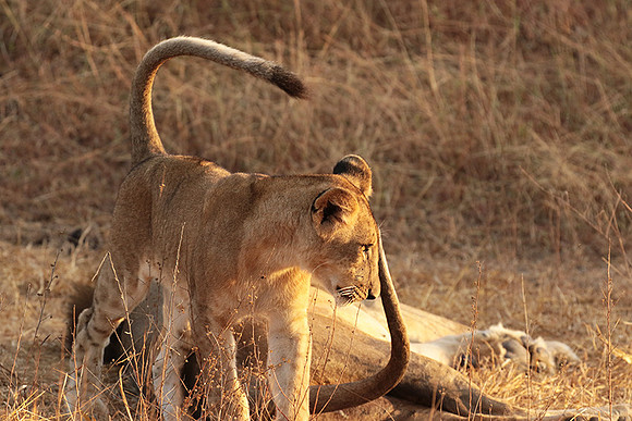 Selous