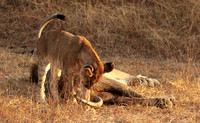 Selous