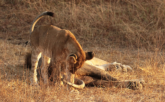 Selous