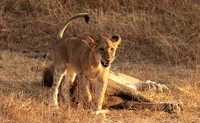 Selous