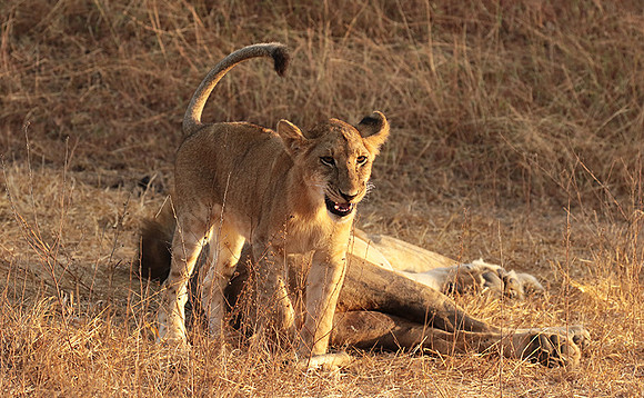Selous