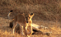 Selous